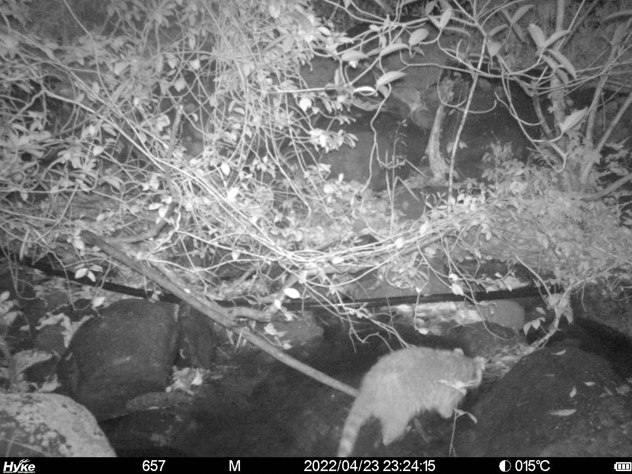 自動撮影カメラで撮影したアライグマ写真