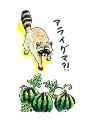 アライグマのイラストの画像
