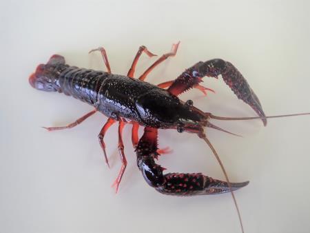 アメリカザリガニ