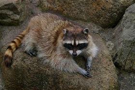 アライグマ アライグマ