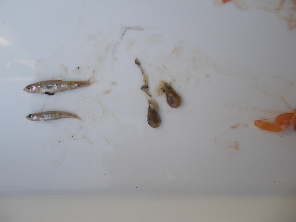 オオクチバス（ブラックバス）の胃の中に入っていた小魚