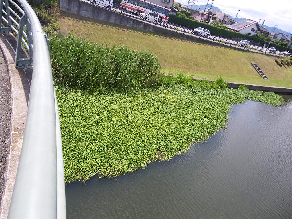 江津湖で大量発生したブラジルチドメグサ