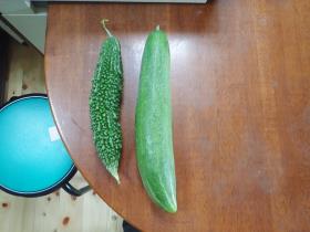 収穫された野菜