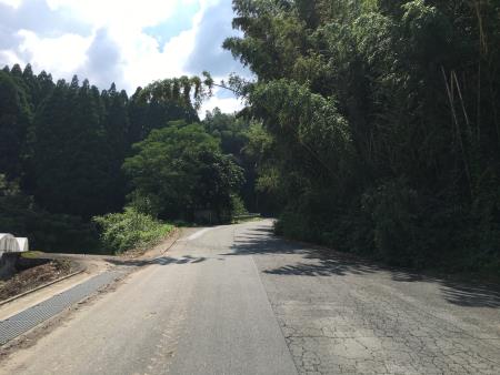 道路上に張り出した樹木