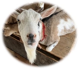 山本小学校ヤギ