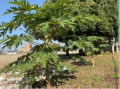 西原中学校パパイヤ