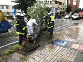 平成30年度_産業道路倒木 平成30年度_産業道路倒木