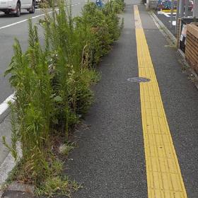 道路(植樹帯の雑草) 道路(植樹帯の雑草)