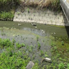 河川(魚などが大量に浮いている) 河川(魚などが大量に浮いている)