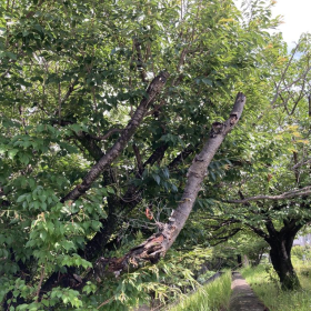 公園(樹木の枯れ枝) 公園(樹木の枯れ枝)