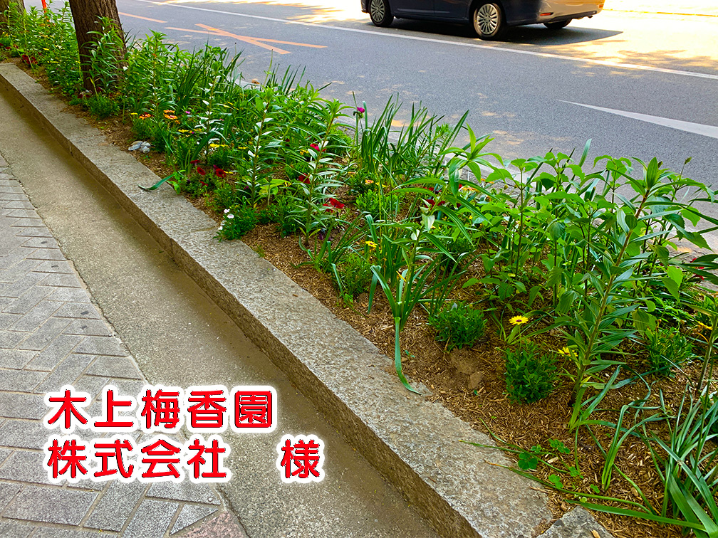 木上梅(写真) 木上梅(写真)