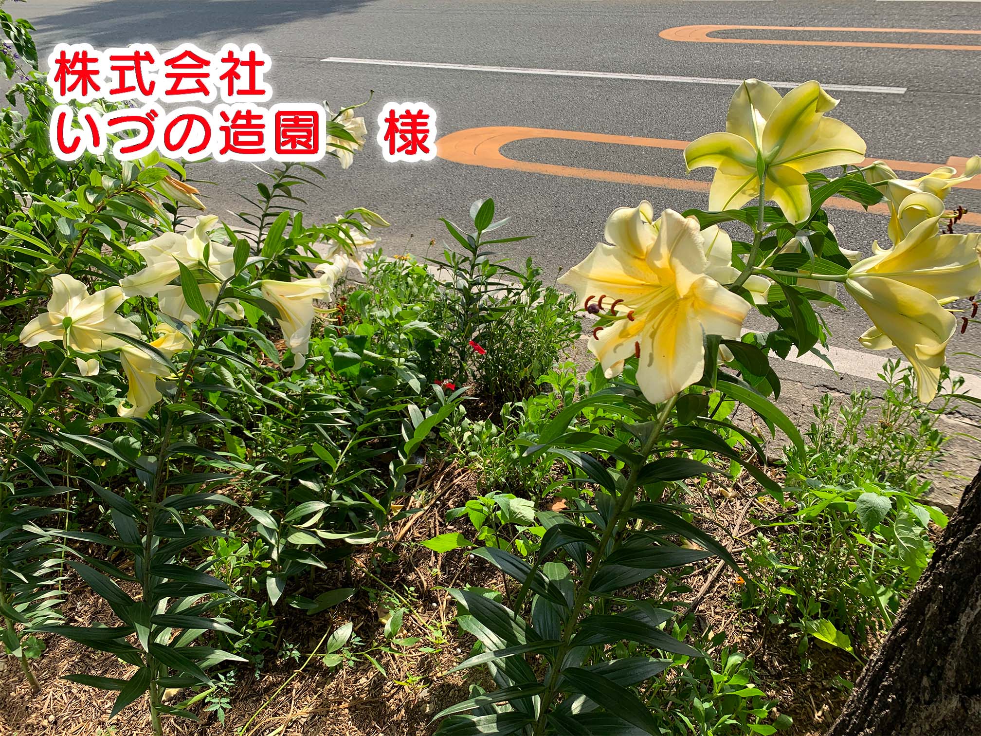 いづの造園花壇 いづの造園花壇