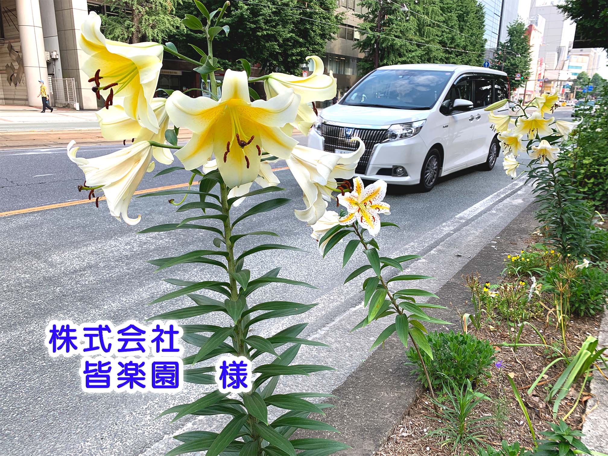 皆楽園花壇 皆楽園花壇