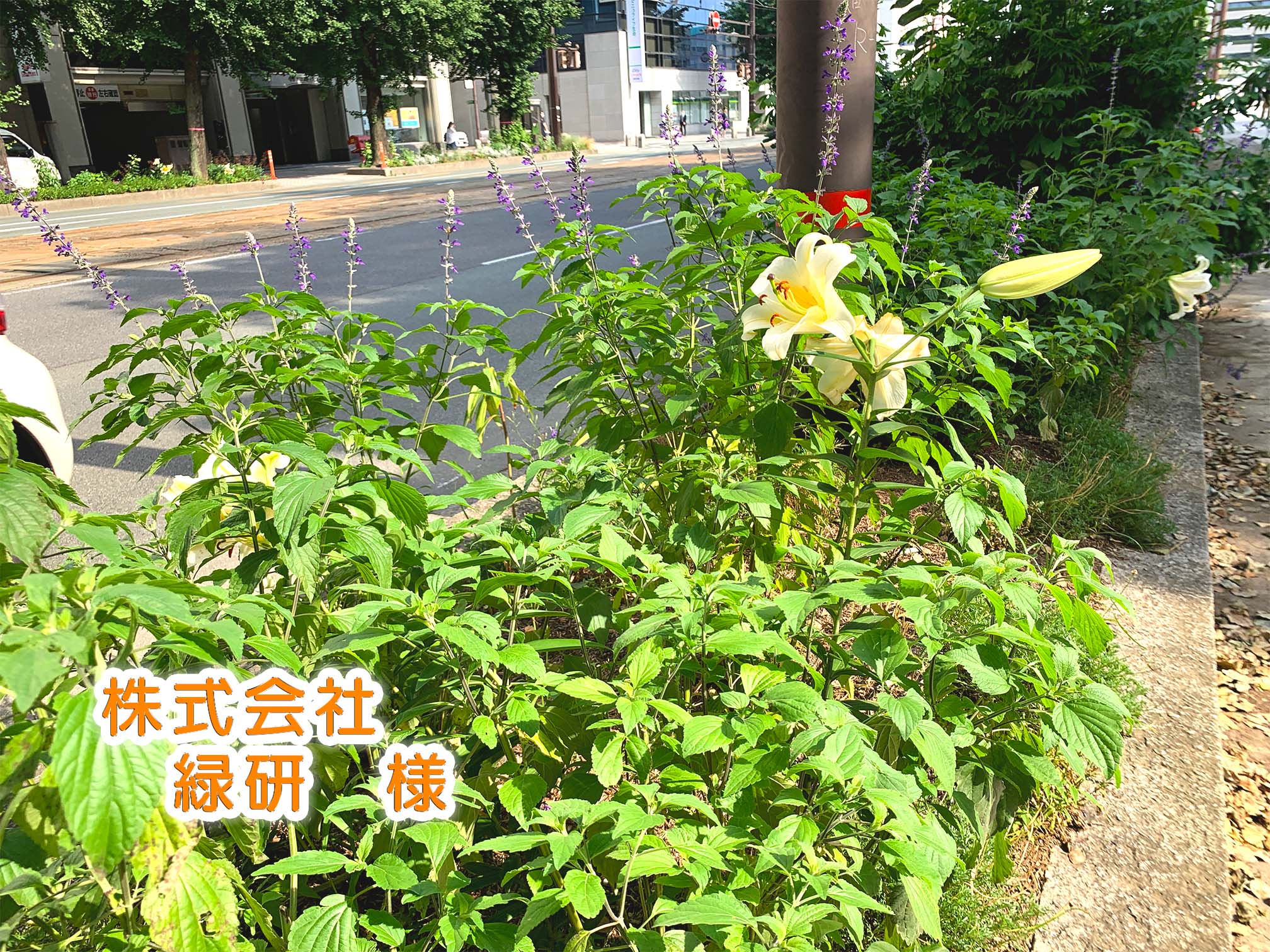 緑研花壇 緑研花壇