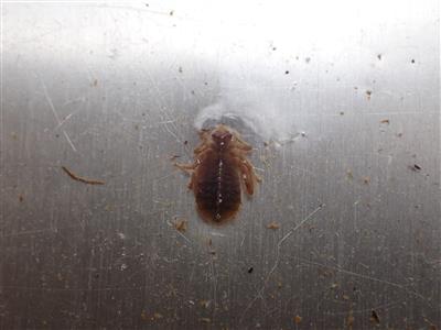 ウチワヤンマ