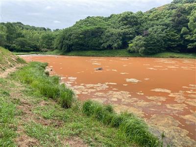 サクラ池の変色