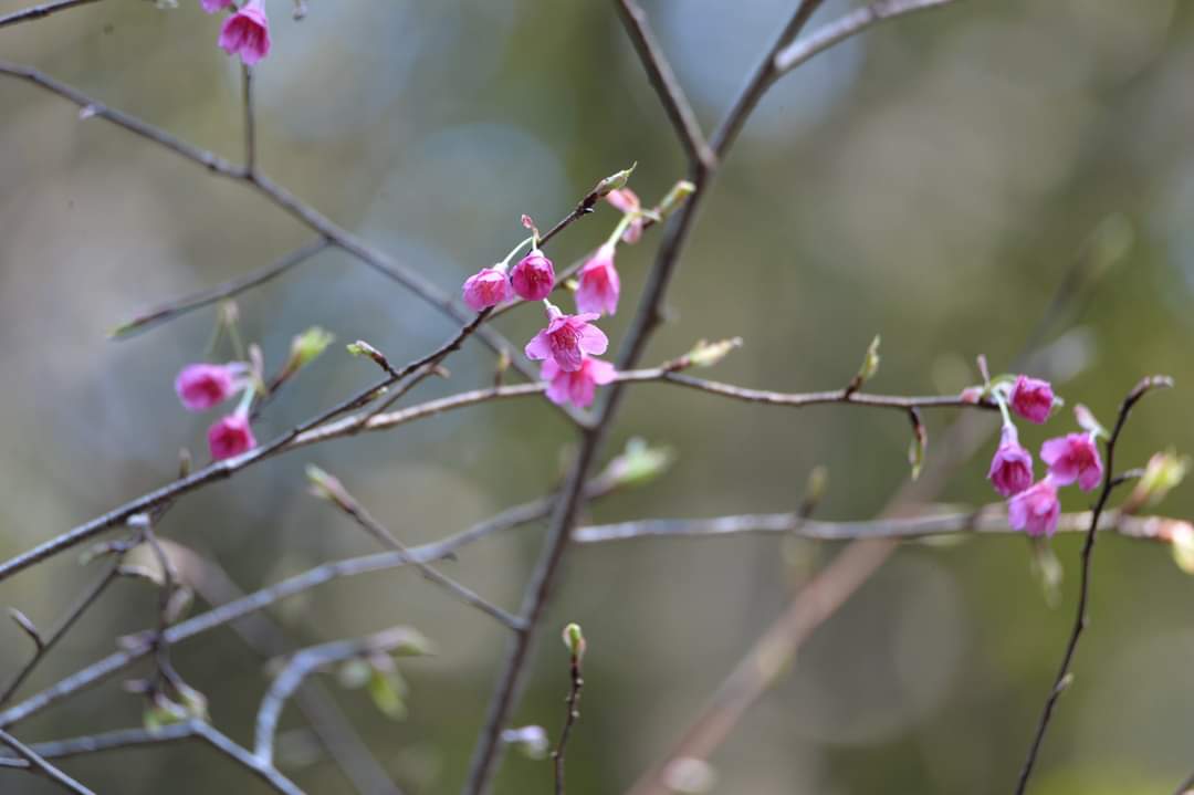 寒緋桜