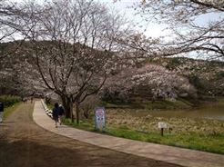 桜1