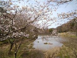 桜2
