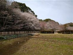 桜3