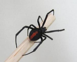 セアカゴケグモ背面の写真