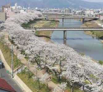 桜並木 桜並木