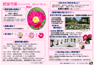 肥後芍薬（2025年）日本語版リーフレット(1)