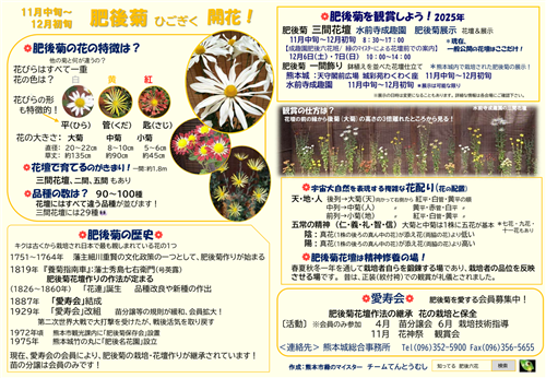 肥後菊1（日本語版）