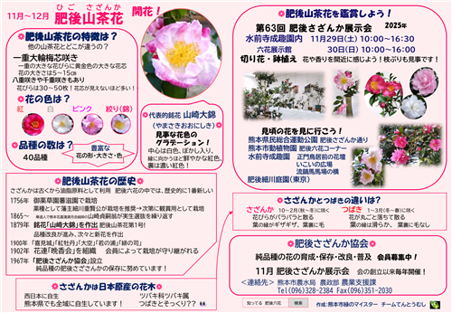 肥後山茶花1（日本語版）