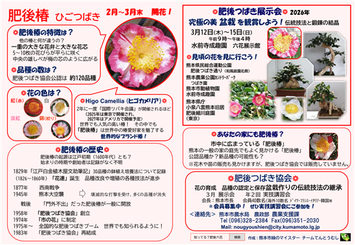 肥後椿（2026年）日本語版1