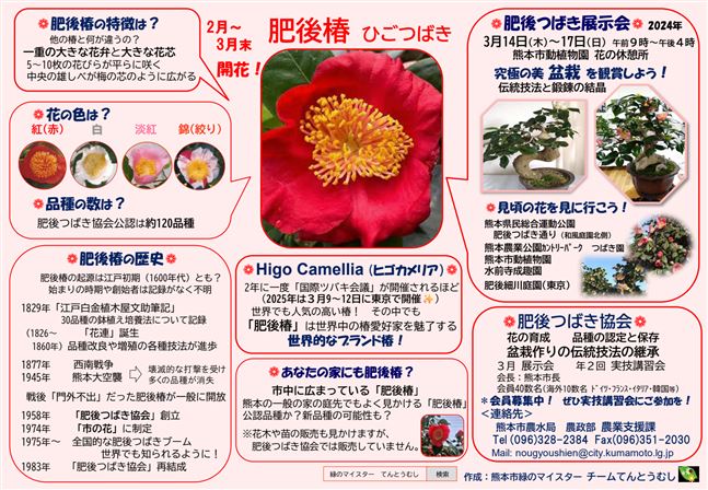 知ってる肥後六花（肥後椿）