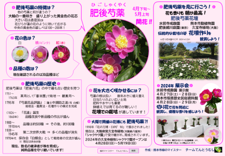 肥後芍薬（日本語最新版）