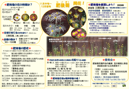 肥後菊02
