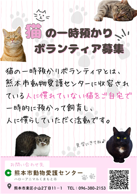 猫の一時預かりボランティア募集（表）