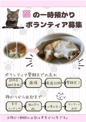 猫の一時預かりボランティア募集（裏）