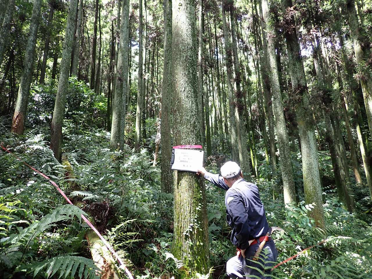 間伐前写真 間伐前写真