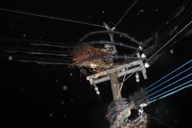 電柱・電線に作られた鳥の巣の写真(2)