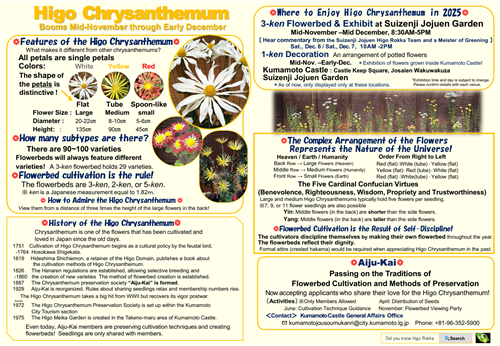 肥後菊1（英語版）