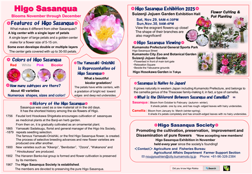 肥後山茶花1（英語版）