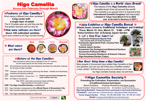 肥後椿（英語版1）