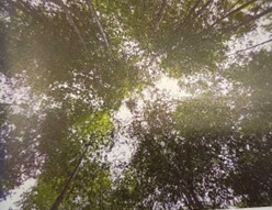 竹林 整備前 竹林 整備前