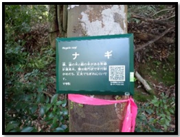 樹名板設置 樹名板設置