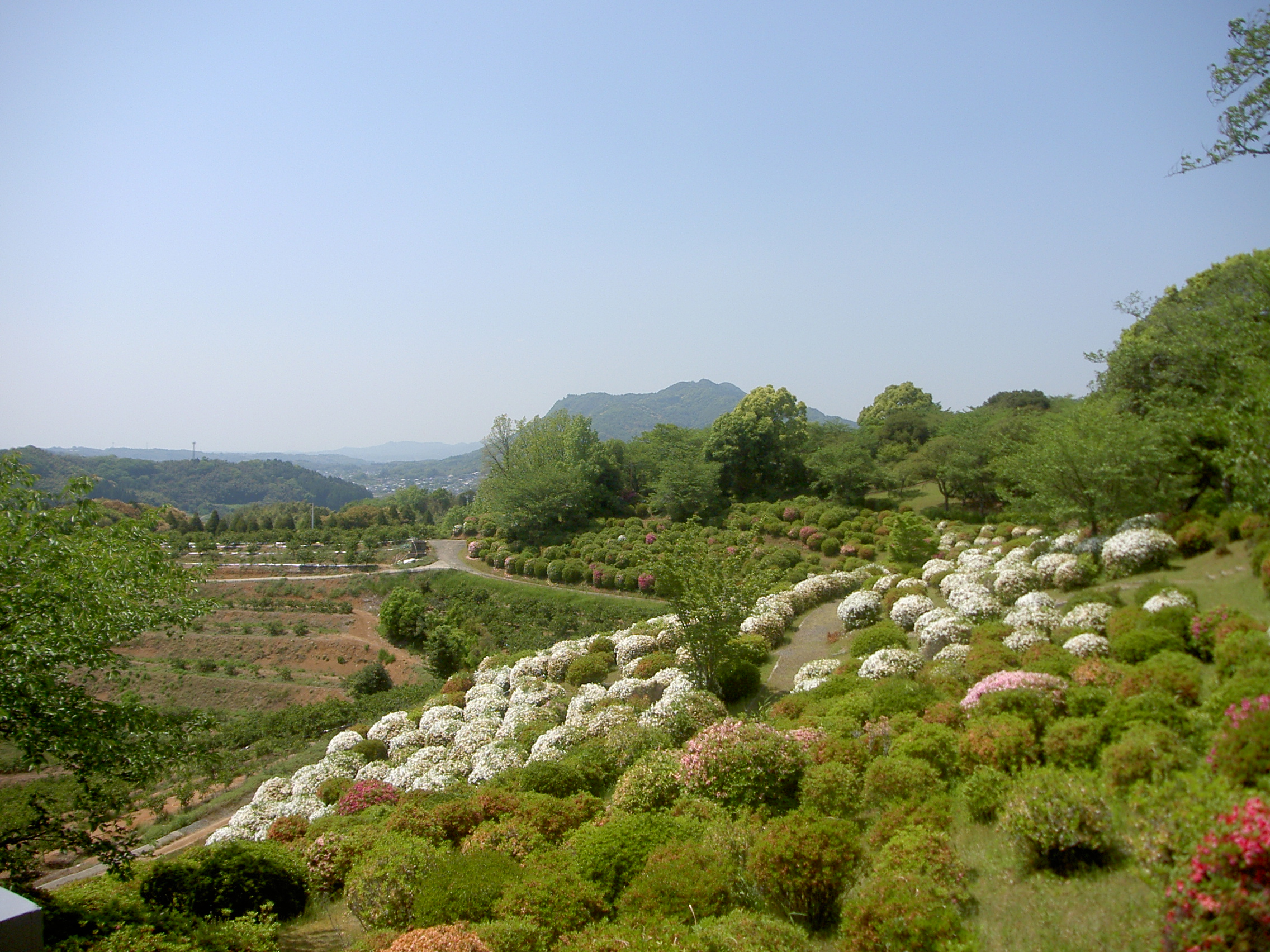 田原坂公園のつつじ 田原坂公園のつつじ