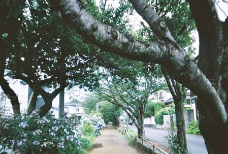 景観(3)No.32_若葉小付近