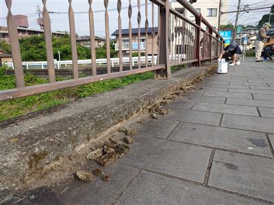 苔撤去