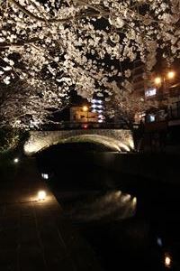 明八橋桜