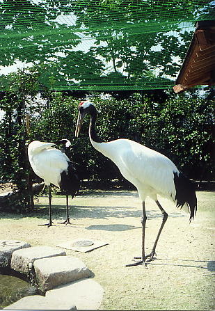 タンチョウ