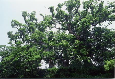 藤崎台のクスノキ群