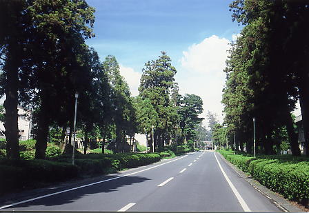 健軍神社杉馬場