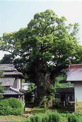 天社宮の大クスノキ